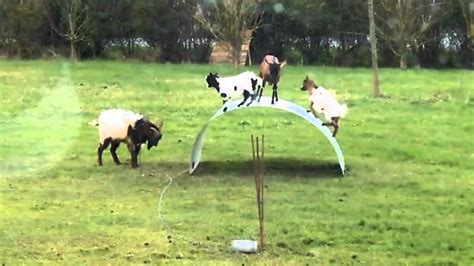 goats jumping on sheet metal|Watch Goats Play On A Wobbly Metal Sheet .